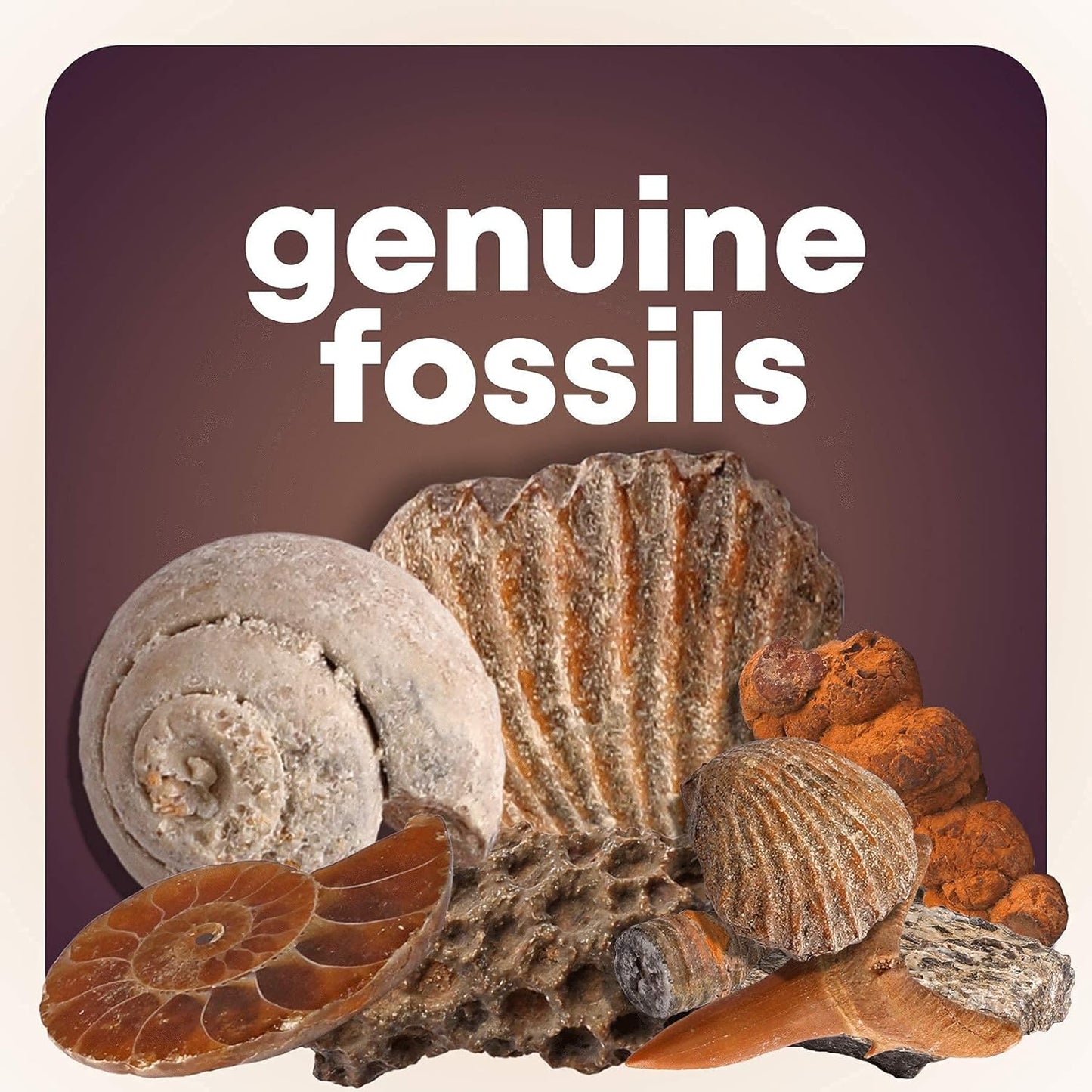 MEGA Rock, Fossil and Mineral Activity Kit