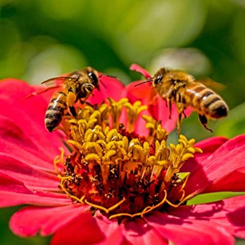 Save The Bees Pollinator Grow Kit