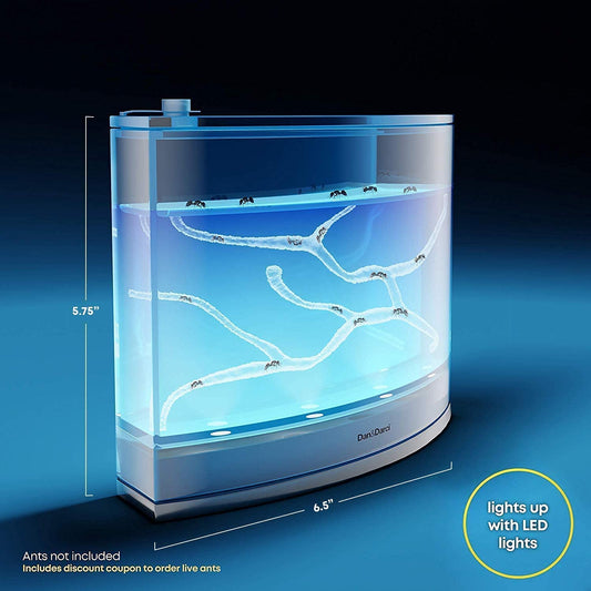 Light Up Ant Habitat - tinkrLAB